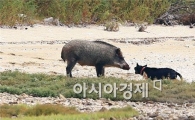 [포토]멧돼지와 대치하고 있는 사냥개