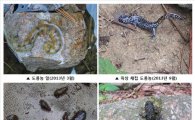 도롱뇽·무당 개구리가 서울 도심에?