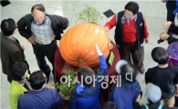 [포토]함평으로 슈퍼호박 보러오세요