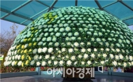 “국화 한 뿌리에서 '1538송이' 만개 눈길”