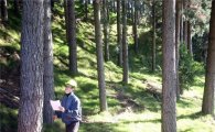 한솔홈데코, 17년간 가꾼 뉴질랜드 숲 시범벌채 들어가 