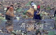 [포토]가래치기로 물고기 잡는 농민들