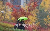 [포토]단풍비