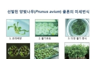 목재계 귀족, ‘독일산 양벚나무’ 들어온다
