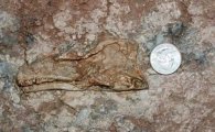 신종 육식 공룡 발견, 1억6000만년 전 화석 공개