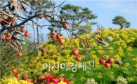 [포토]국화축제장의 만추