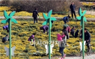 [포토]식용국화 따는  관광객들