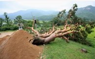 태풍에 고사한 괴산 왕소나무, 후계목 심어진다