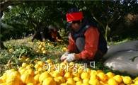 고흥군, 황금빛 유자수확 한창!