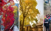 3색, 3미에 취하게 만드는 보령의 늦가을