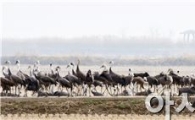 순천시, 순천만 겨울철새 보호에 발 벗고 나서