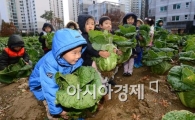[포토]배추 수확하는 꼬마 농부