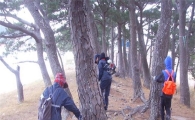 완도군, 해안가 우량소나무 보호에 적극 나섰다