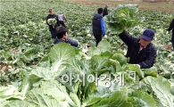 함평 신광면농업경영인회 김장배추 수확