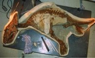 아기공룡 화석 발견, 7000만년 전에 무슨 일이? 