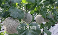 남원 멜론 원예브랜드 육성사업 결실