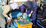 [포토]참 문어 잡는 완도 어민들