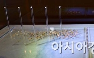 [포토]카메룬 다이아몬드 원석 전시회