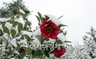 신안군, “제2회 애기동백꽃 축제” 개최