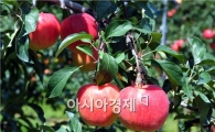 남원 지리산 반달곰 탑프루트 사과 우수상 연속 수상 