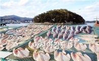 완도항, 해풍으로 생선 말리기 좋은날