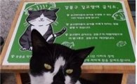 강동구, 전국 최초 길고양이 급식소 설치 
