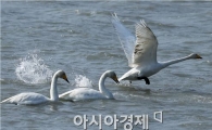[포토]힘차게 날으는 '큰고니'