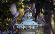 [포토]날갯짓하는  직박구리