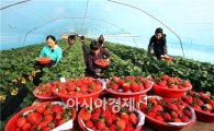 [포토]친환경 농법, '달콤한 딸기' 사세요