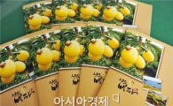 완도에 ‘무환자나무 비파’를 아시나요