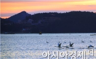 [포토]환상적인 일출과 함께 비상하는 백조떼
