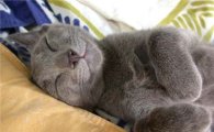 러시아블루 고양이 성격 "외모와는 다르죠?"