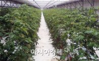 장흥군 방울토마토 양액재배, 겨울 소득 작목 부상