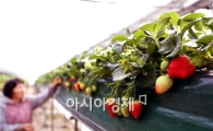 해남딸기 ‘새콤달콤’ 인기