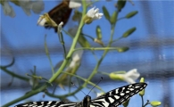 [포토]봄소식 전하는 나비 군무