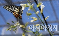 [포토]봄을 부르는 화려한 나비