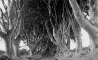 아일랜드 마법의 숲길, 신비한 모습에 '탄성이 절로'