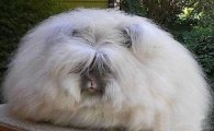 앙골라 토끼, 거대한 털뭉치…무게 달아보니