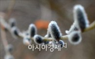 [포토]서울도 '봄기지개'