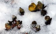 [포토]눈 밭 위 복수초