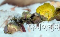 '봄의 전령사' 홍릉숲 복수초 개화…"영원한 행복을 기원합니다"