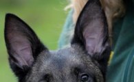 두개의 코를 가진 개, 기형적 외형…후각능력은?