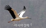 고창군 생물권보전지역에 천연기념물 '황새' 발견