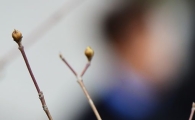 [포토]아직은 추운 날씨에 움츠린 산수유 꽃망울 