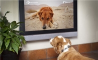 견(犬)이 TV를 본다