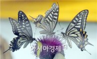 함평나비대축제, 대한민국 축제콘텐츠 대상 2년 연속 수상