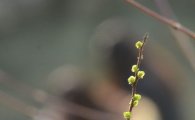 [포토]연두빛 새싹 