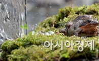 [포토]성큼 다가오는 봄을 맞이하는 개구리