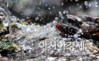 [포토]봄을 맞이하며, 짝짓기하는 개구리