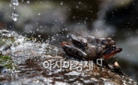 [포토]성큼 다가오는 봄, 잠에서 깬 개구리들